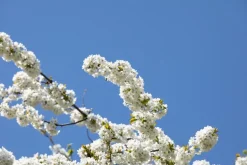 Prunus avium 'Donissens Gold' (Kers) fruitplant 160cm