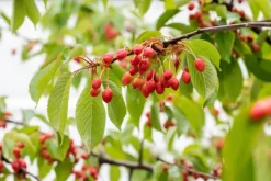 Prunus avium 'Donissens Gold' (Kers) fruitplant 160cm