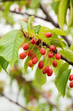 Prunus avium 'Donissens Gold' (Kers) fruitplant 160cm
