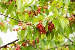 Prunus avium 'Donissens Gold' (Kers) fruitplant 160cm