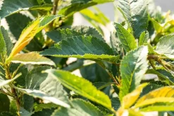 Prunus avium 'Donissens Gold' (Kers) fruitplant 160cm