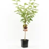 Prunus avium 'Lapins' (Kers) fruitplant 160cm
