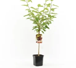 Prunus avium 'Lapins' (Kers) fruitplant 160cm