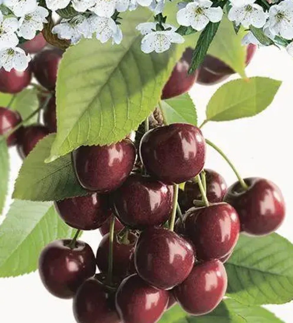 Prunus avium 'Lapins' (Kers) fruitplant 160cm