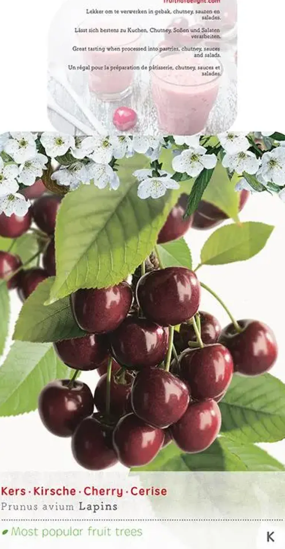 Prunus avium 'Lapins' (Kers) fruitplant 160cm