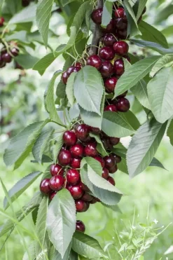 Prunus avium 'Lapins' (Kers) fruitplant 160cm