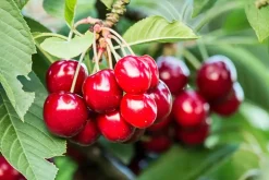 Prunus avium 'Lapins' (Kers) fruitplant 160cm