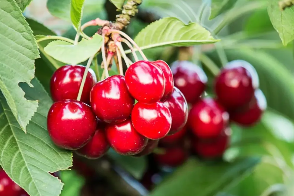 Prunus avium 'Lapins' (Kers) fruitplant 160cm