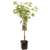 Prunus avium 'Regina' (Kers) fruitplant 160cm