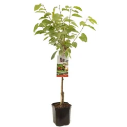 Prunus avium 'Regina' (Kers) fruitplant 160cm