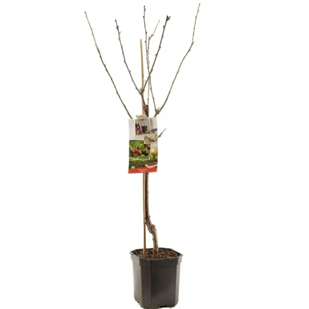 Prunus avium 'Regina' (Kers) fruitplant 160cm