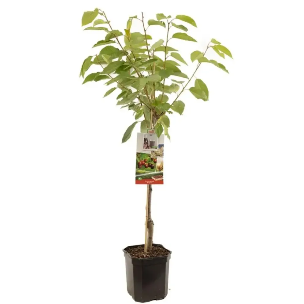 Prunus avium 'Regina' (Kers) fruitplant 160cm
