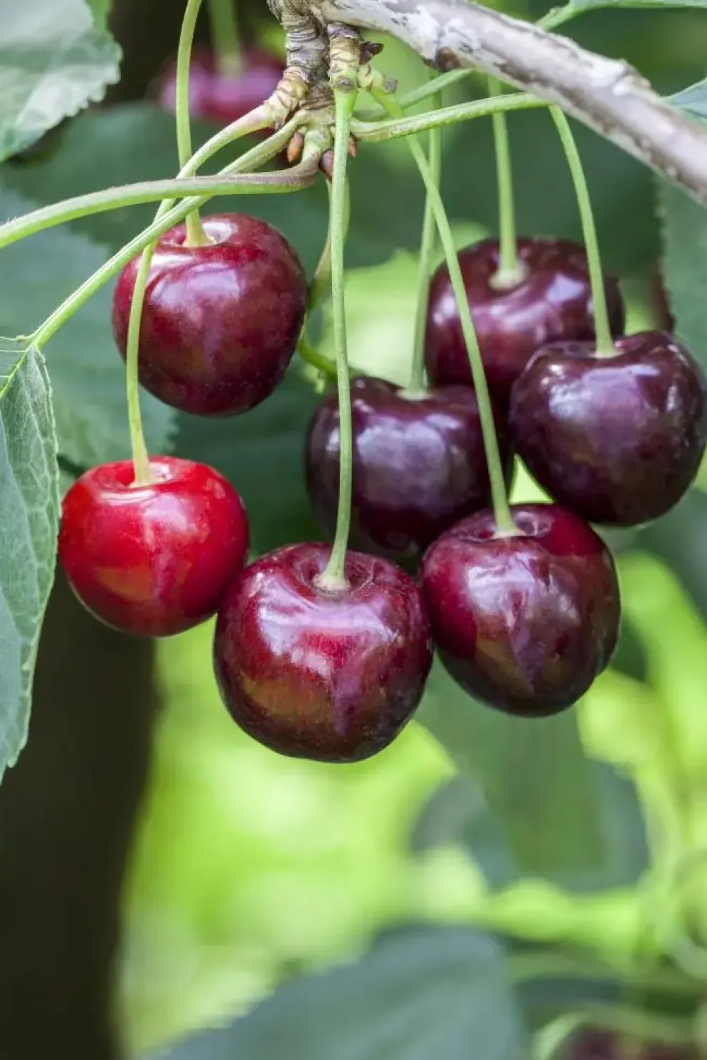 Prunus avium 'Regina' (Kers) fruitplant 160cm