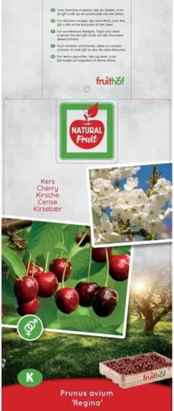 Prunus avium 'Regina' (Kers) fruitplant 160cm