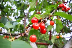 Prunus avium 'Regina' (Kers) fruitplant 160cm
