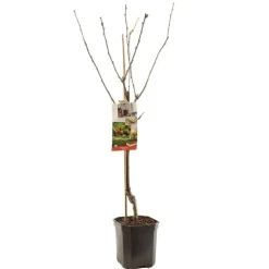 Prunus avium 'Regina' (Kers) fruitplant 160cm