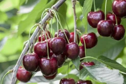 Prunus avium 'Regina' (Kers) fruitplant 160cm