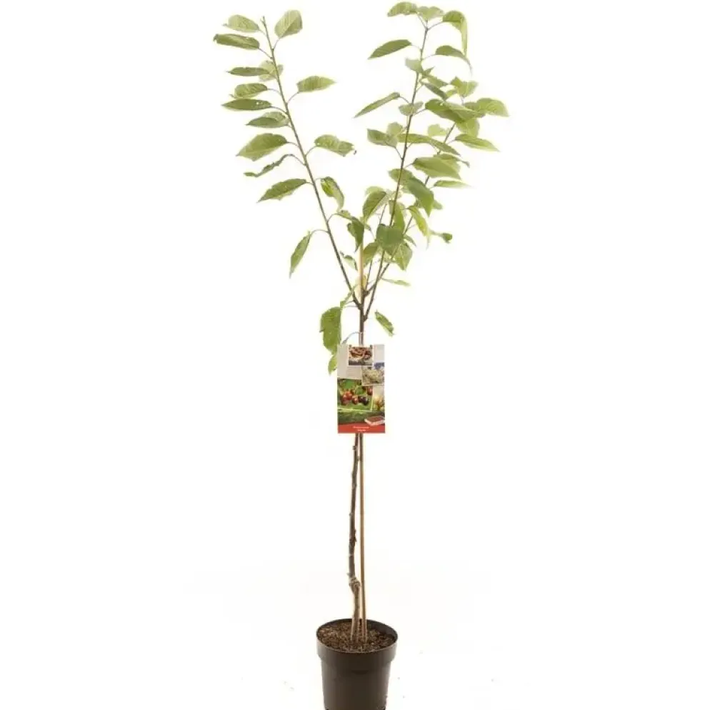 Prunus avium 'Regina' (Kers) fruitplant 230cm
