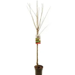 Prunus avium 'Regina' (Kers) fruitplant 230cm