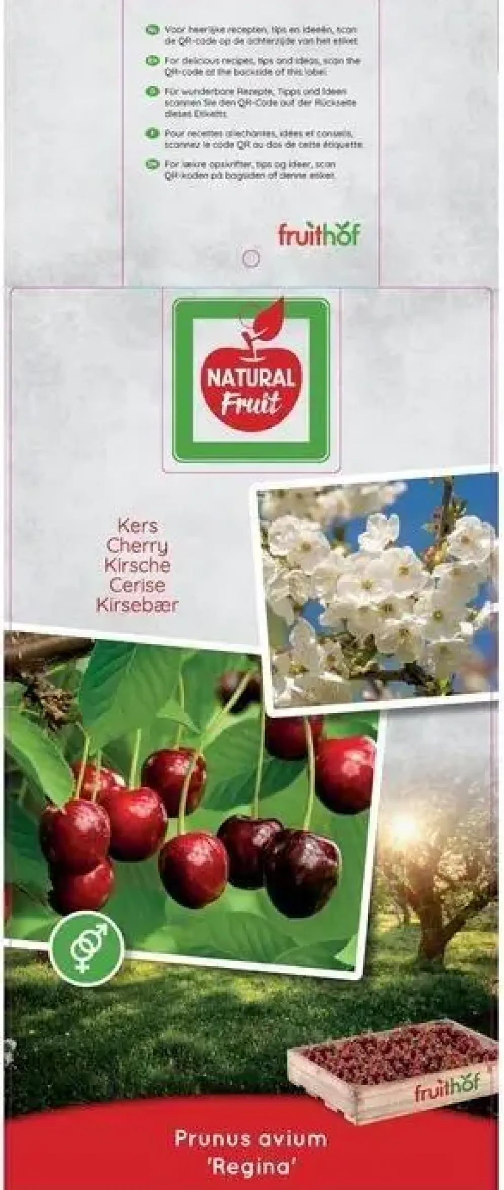 Prunus avium 'Regina' (Kers) fruitplant 230cm