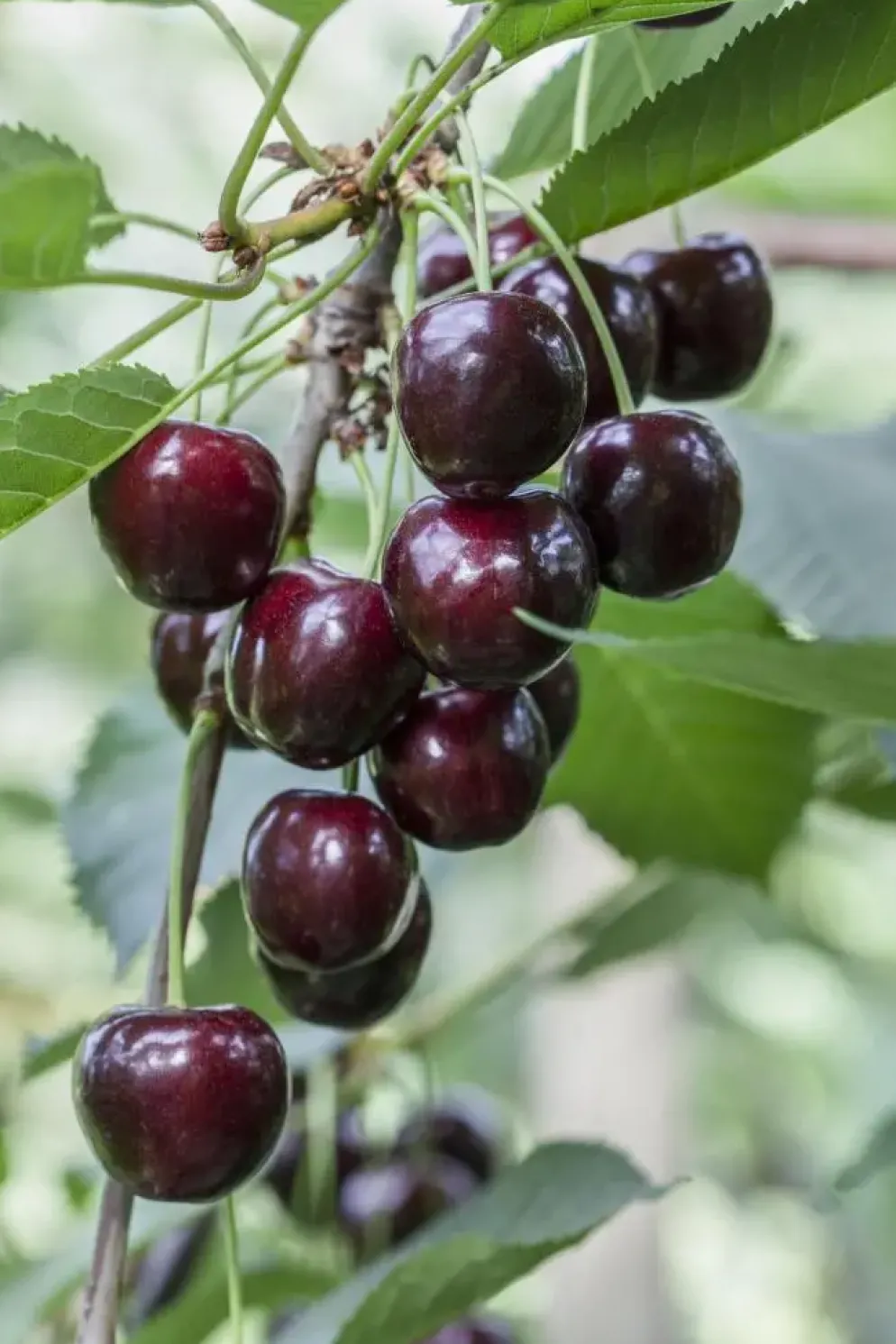 Prunus avium 'Regina' (Kers) fruitplant 230cm