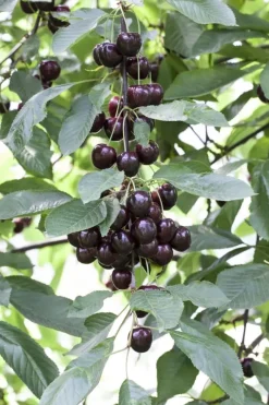 Prunus avium 'Regina' (Kers) fruitplant 230cm