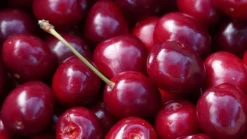Prunus avium 'Regina' (Kers) fruitplant 230cm