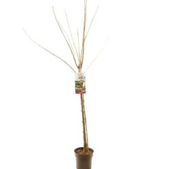 Prunus avium 'Sunburst' (Kers) fruitplant 230cm
