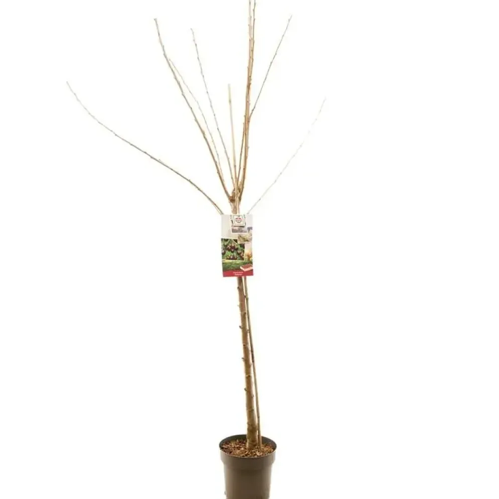 Prunus avium 'Sunburst' (Kers) fruitplant 230cm