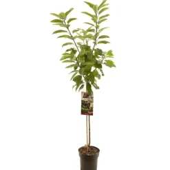 Prunus avium 'Sunburst' (Kers) fruitplant 230cm