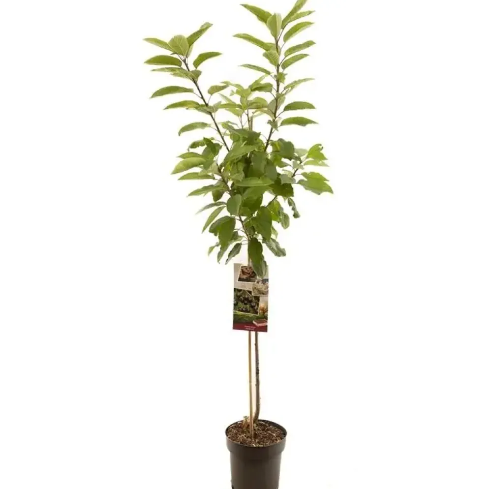Prunus avium 'Sunburst' (Kers) fruitplant 230cm