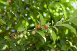 Prunus cerasifera (Kerspruim)