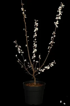 Prunus cerasifera (Kerspruim)