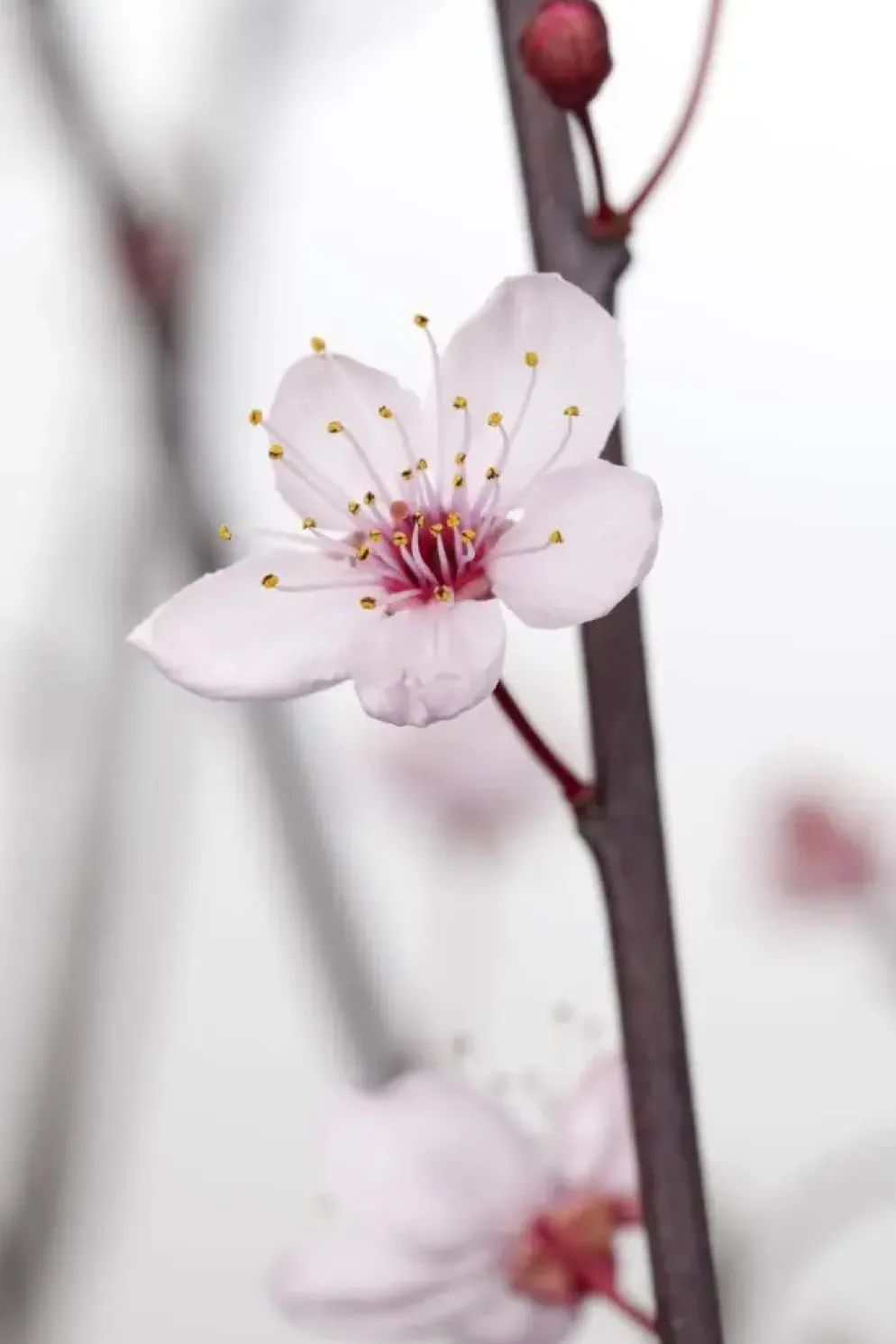 Prunus cerasifera 'Nigra' (Kerspruim 'Nigra')