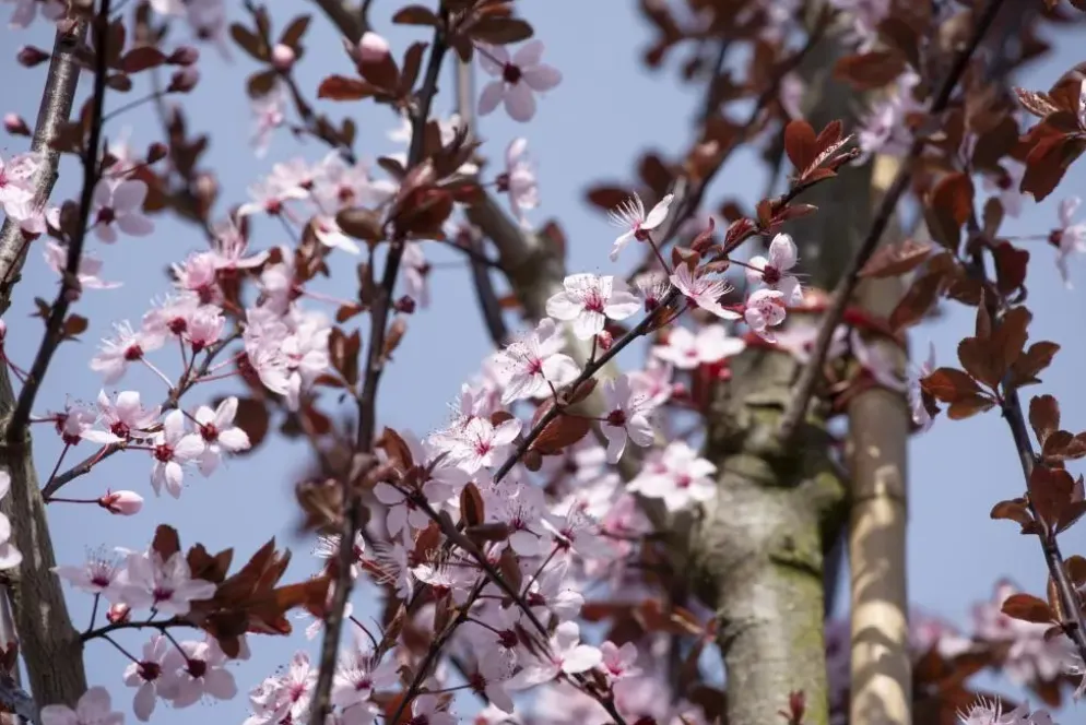 Prunus cerasifera 'Nigra' (Kerspruim 'Nigra')