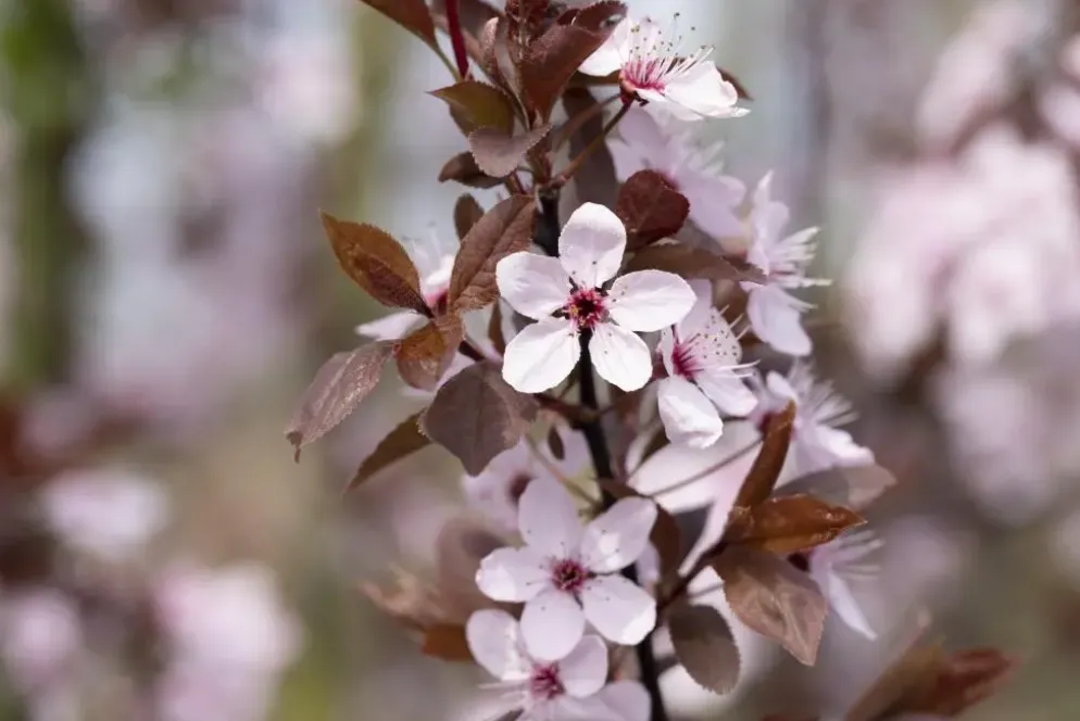 Prunus cerasifera 'Nigra' (Kerspruim 'Nigra')