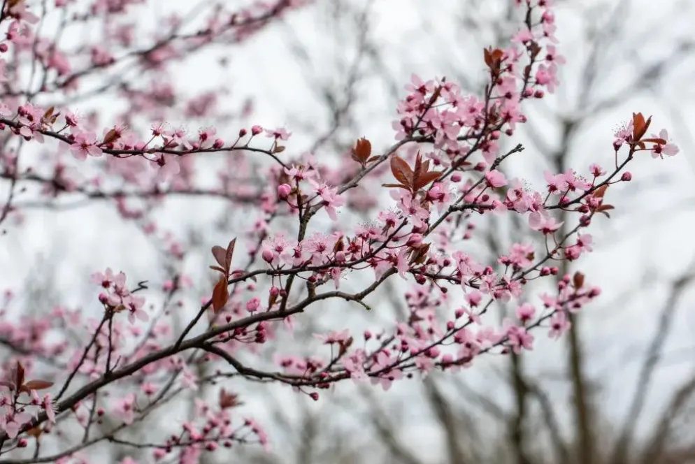 Prunus cerasifera 'Nigra' (Kerspruim 'Nigra')