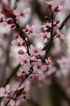 Prunus cerasifera 'Nigra' (Kerspruim 'Nigra')
