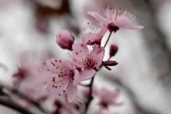 Prunus cerasifera 'Nigra' (Kerspruim 'Nigra')