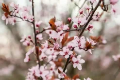 Prunus cerasifera 'Nigra' (Kerspruim 'Nigra')