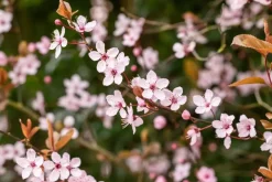 Prunus cerasifera 'Nigra' (Kerspruim 'Nigra')