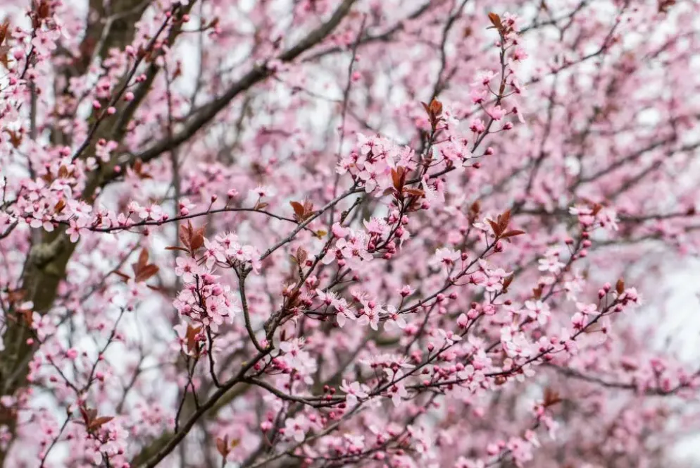 Prunus cerasifera 'Nigra' (Kerspruim 'Nigra')