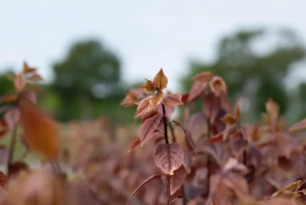 Prunus cerasifera 'Nigra' (Kerspruim 'Nigra')