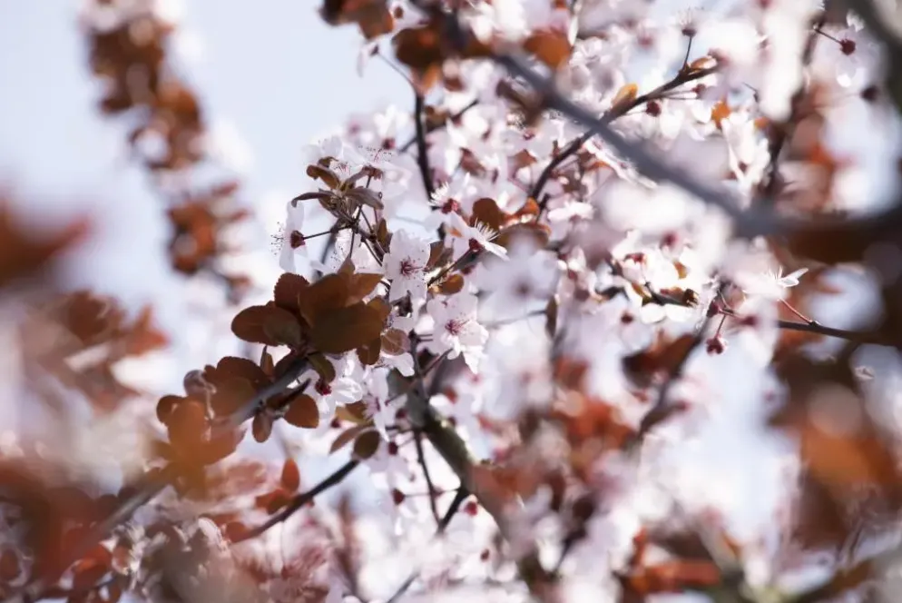 Prunus cerasifera 'Nigra' (Kerspruim 'Nigra')
