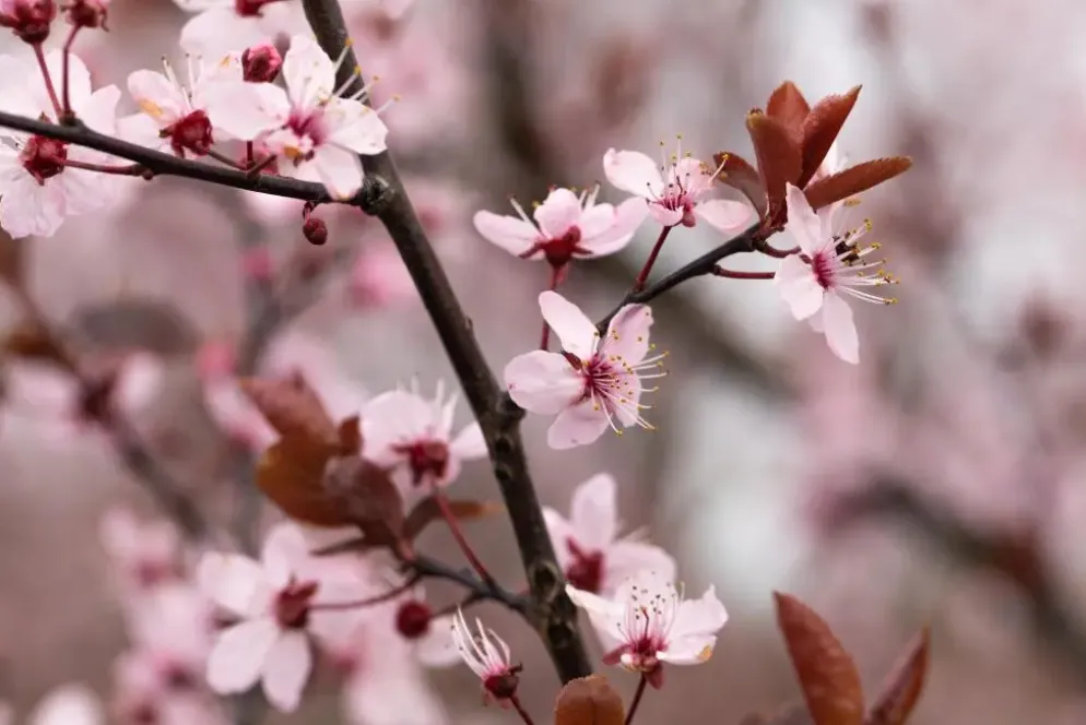 Prunus cerasifera 'Nigra' (Kerspruim 'Nigra')