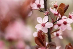 Prunus cerasifera 'Nigra' (Kerspruim 'Nigra')