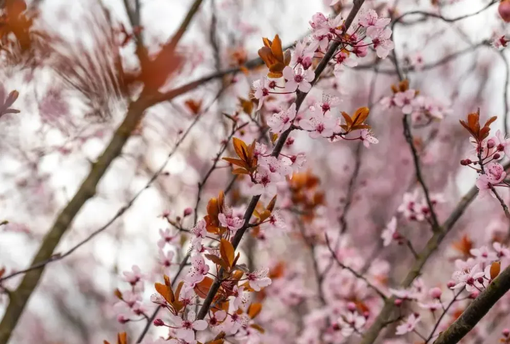Prunus cerasifera 'Nigra' (Kerspruim 'Nigra')