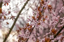Prunus cerasifera 'Nigra' (Kerspruim 'Nigra')