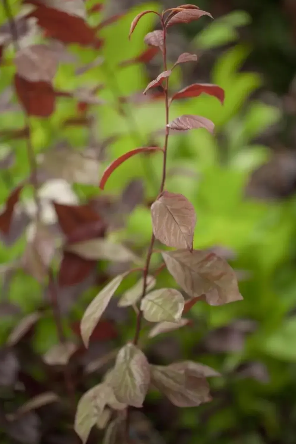 Prunus cerasifera 'Nigra' (Kerspruim 'Nigra')