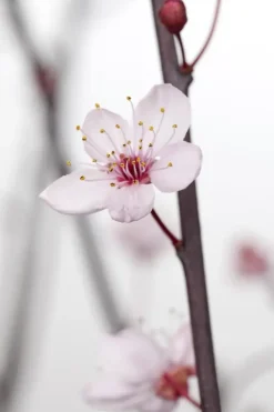 Prunus cerasifera 'Nigra' (Kerspruim 'Nigra')